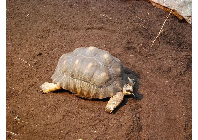  FG Schildkröten- und Terrariensubstrat 20 L